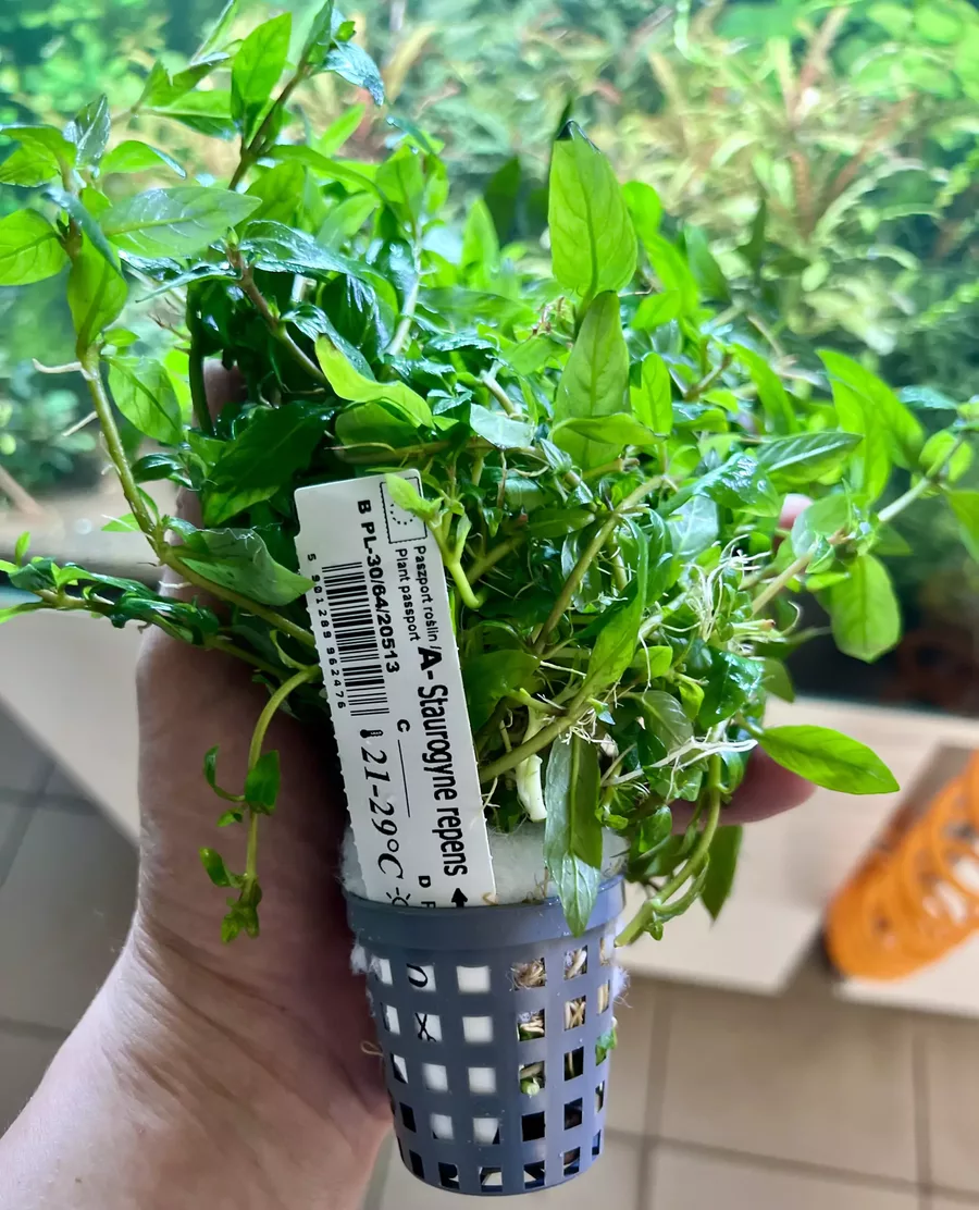 Staurogyne repens - na �rodek akwarium