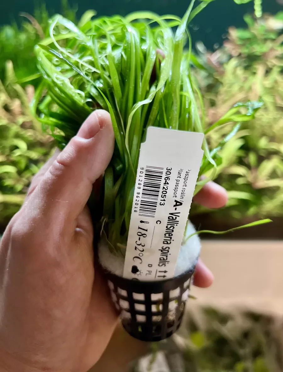 Vallisneria spiralis koszyk XXL w sklepie ro�liny akwariowe