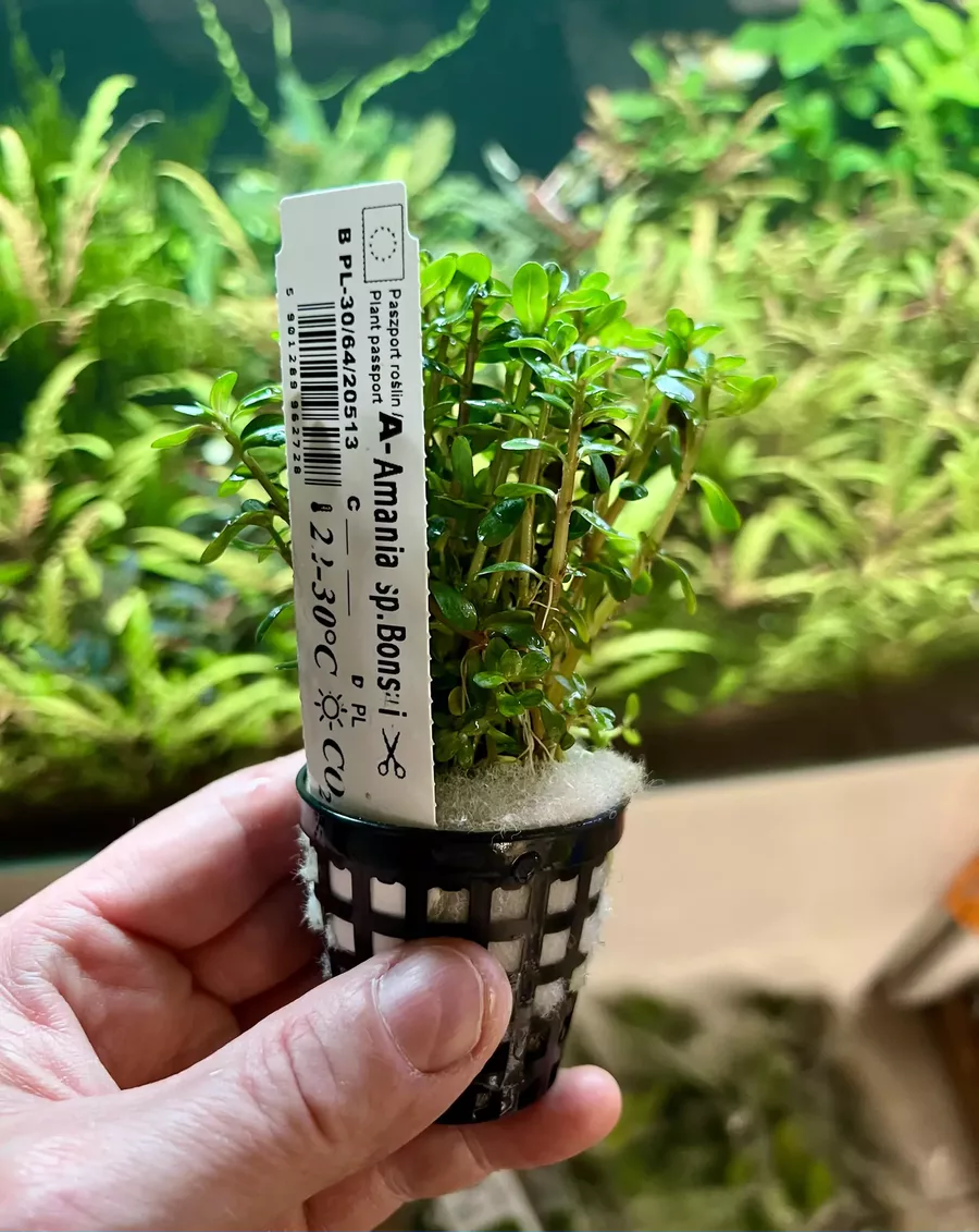 Ammania bonsai koszyk XXL w sklepie ro�liny akwariowe