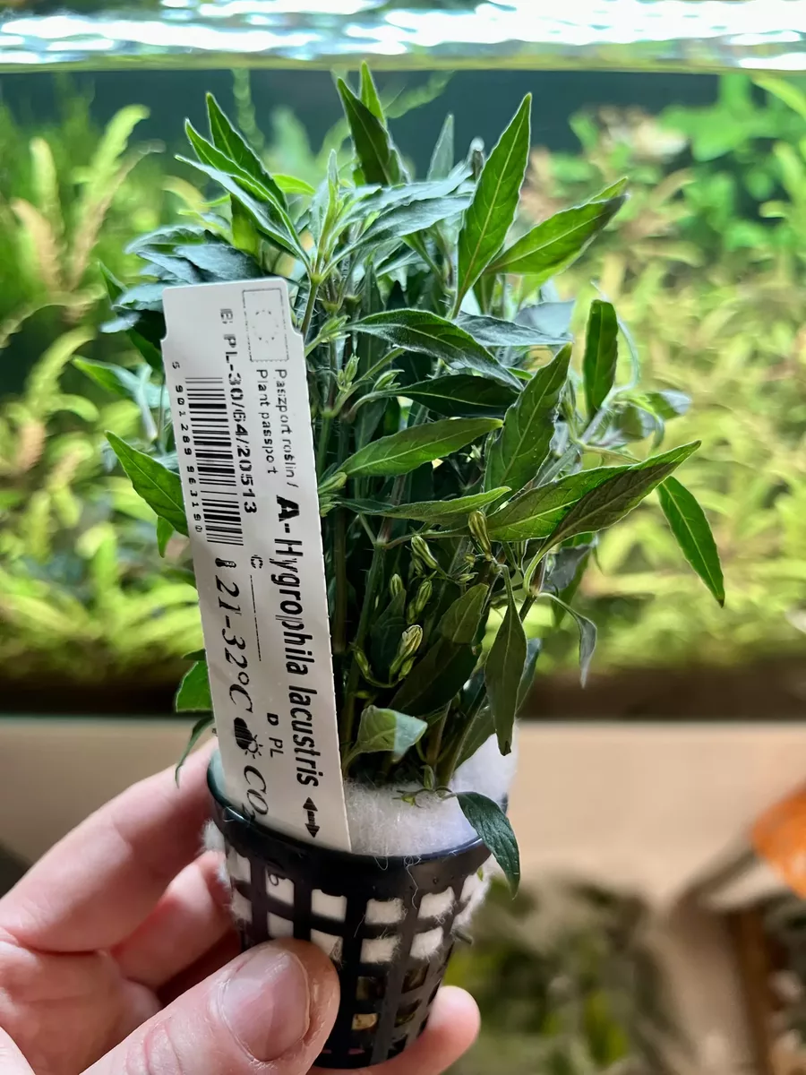 Hygrophila lacustris przyk�adowy koszyk XXL w sklepie ro�liny akwariowe