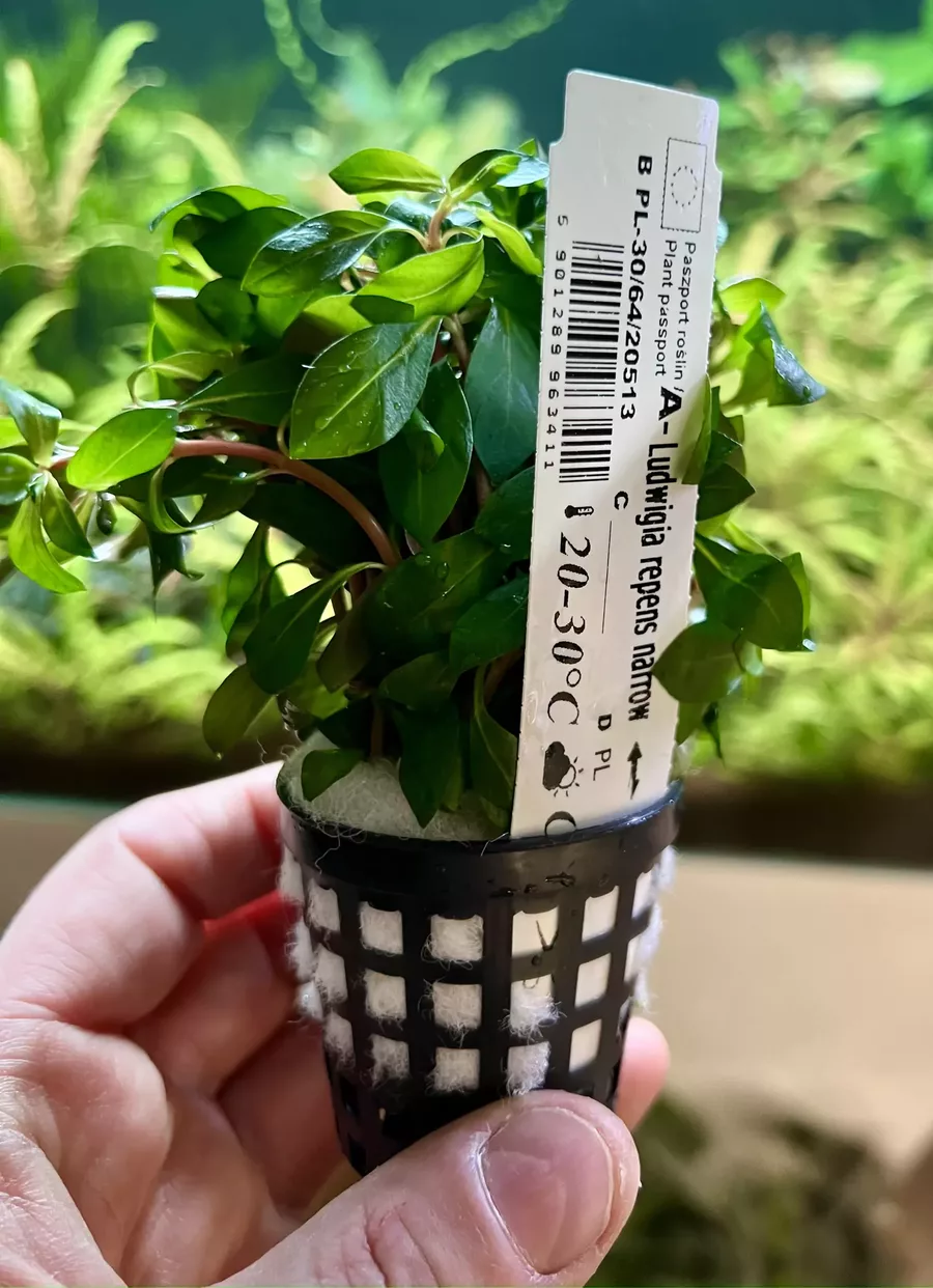 Ludwigia repens narrow w�skolistna przyk�adowy koszyk XXL w sklepie rosliny akwariowe