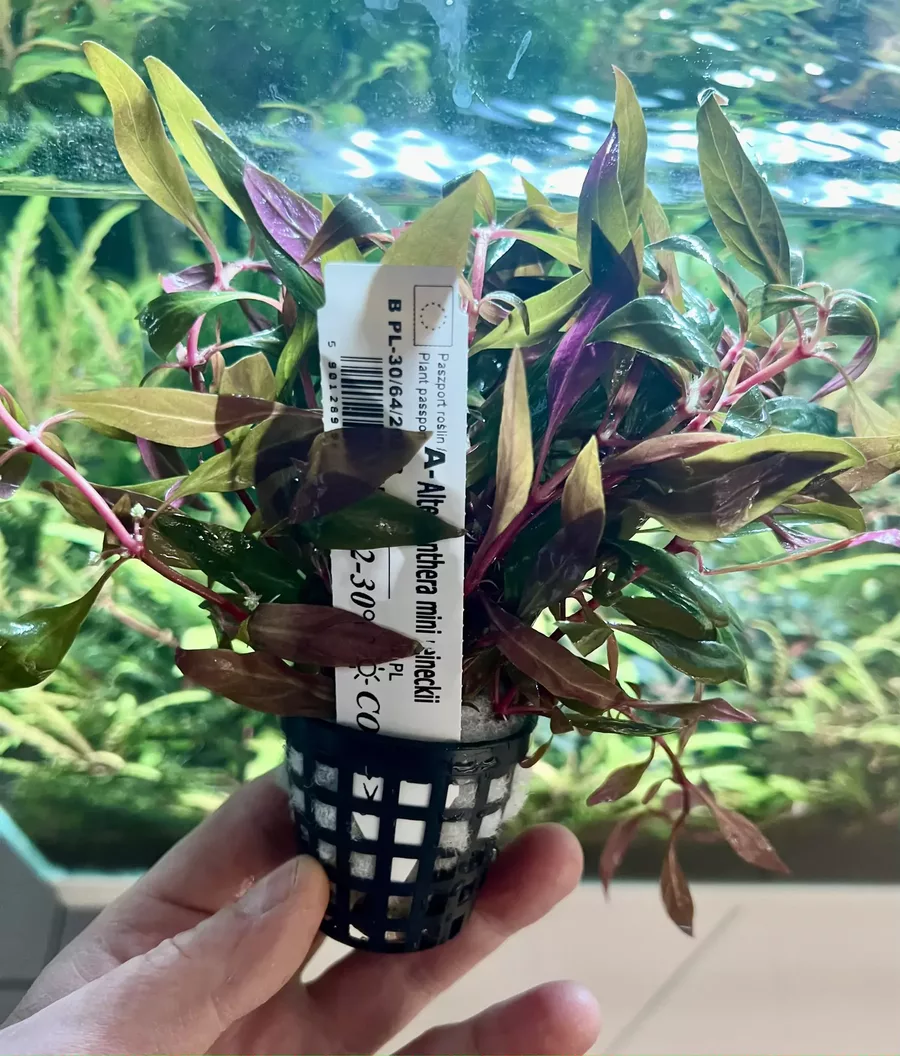 Alternanthera reineckii Mini koszyk XXL w sklepie rosliny akwariowe