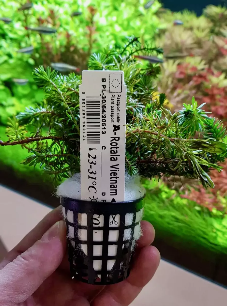 Rotala vietnam koszyk XXL w sklepie ro�liny akwariowe