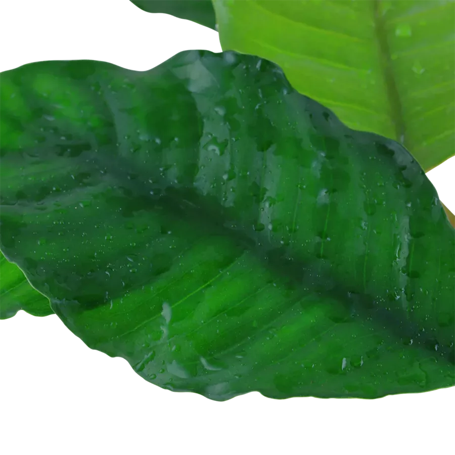 Anubias barteri Coffeefolia - TROPICA (koszyk)