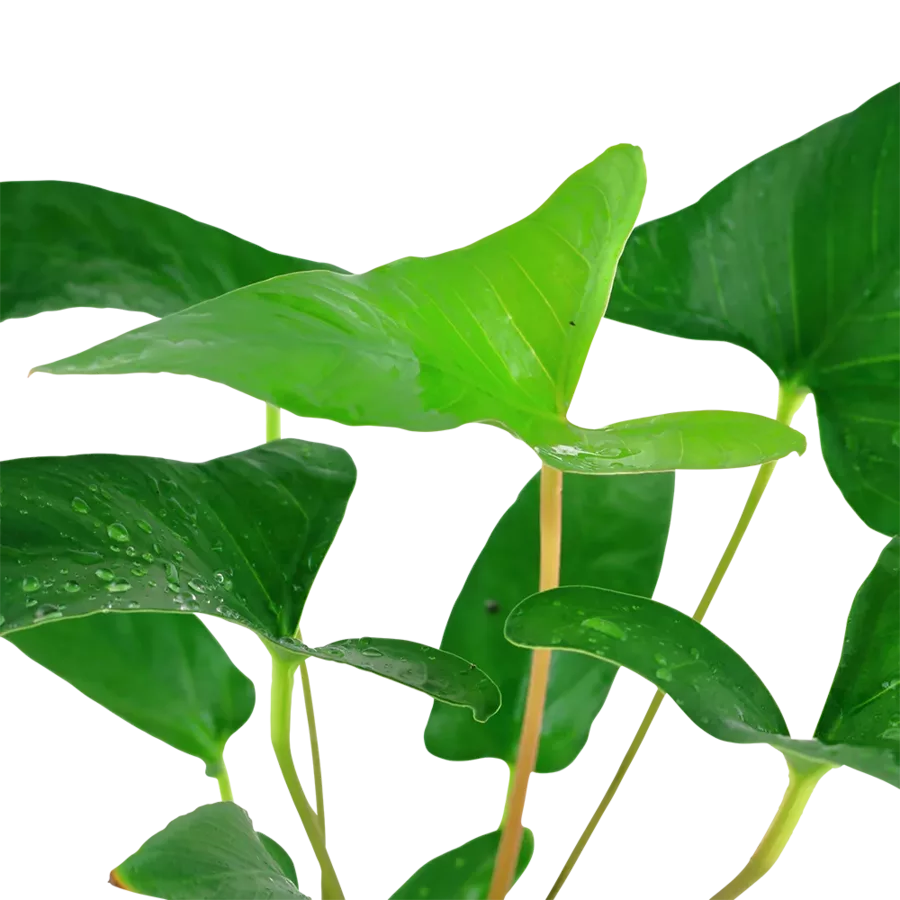 Anubias gracilis - TROPICA (koszyk)
