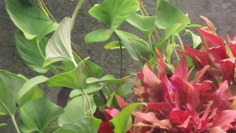 Anubias gracilis - TROPICA (koszyk)