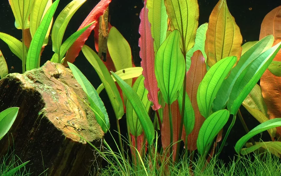Echinodorus Red Diamond - TROPICA (koszyk)
