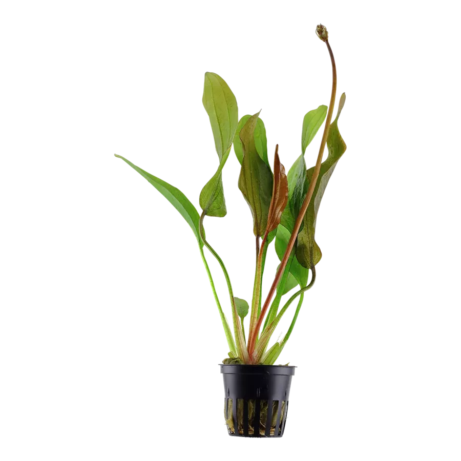 Echinodorus Red Diamond - TROPICA (koszyk)