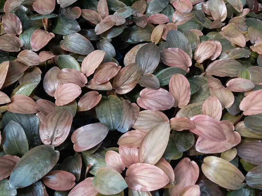 Lagenandra meeboldii Red - TROPICA (koszyk)