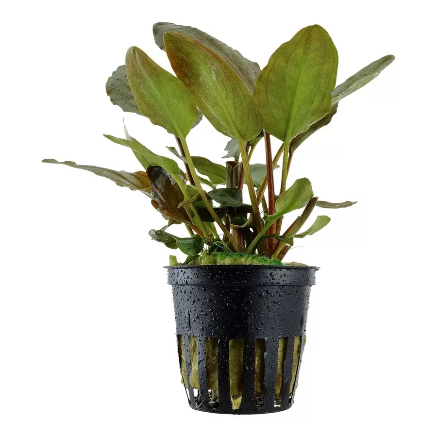 Lagenandra meeboldii Red - TROPICA (koszyk)