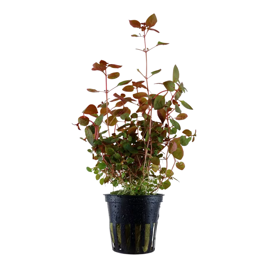 Ludwigia palustris Super Red - TROPICA (koszyk)