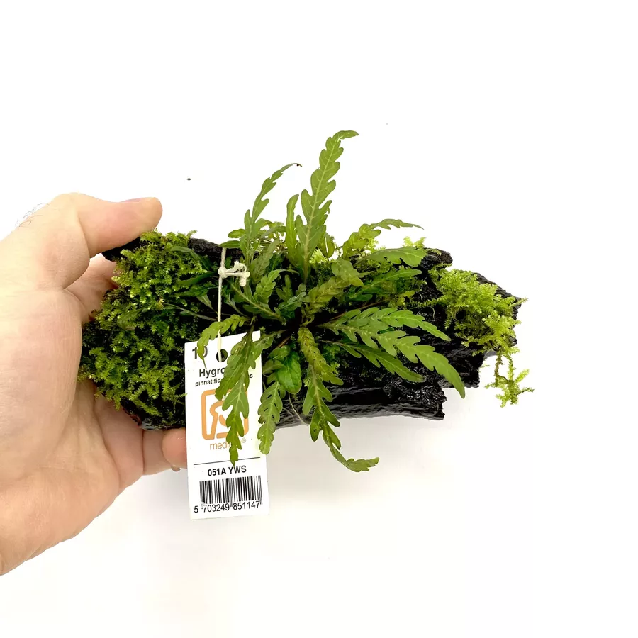 Hygrophila pinnatifida + mech na korzeniu - TROPICA