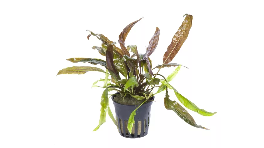 Cryptocoryne usteriana - TROPICA (koszyk)