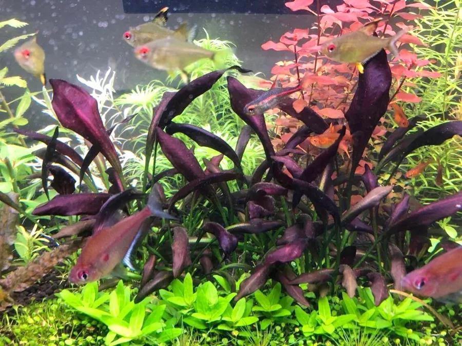 Echinodorus Afflame (�abienica p�omienna) - RA koszyk XXL