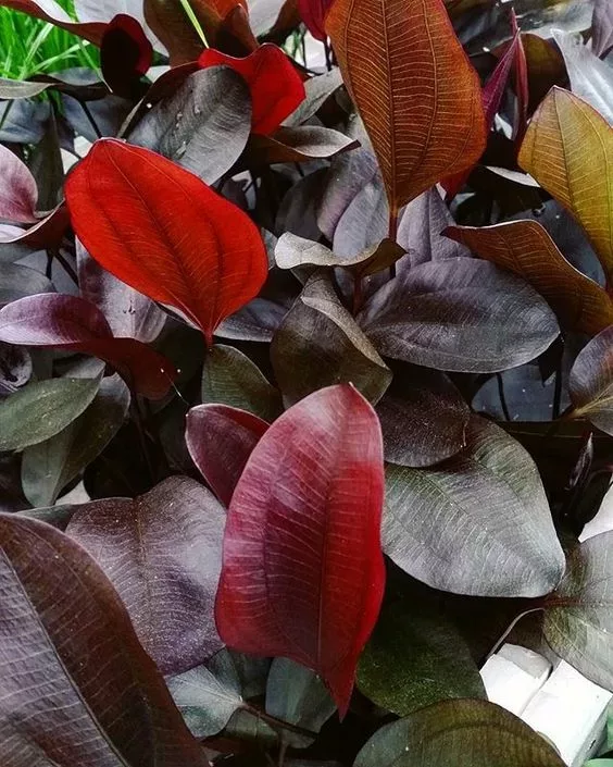 Echinodorus Afflame - RA koszyk XXL