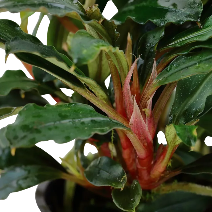 Bucephalandra sp. red - TROPICA (koszyk)