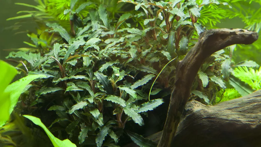 Bucephalandra sp. red - TROPICA (koszyk)