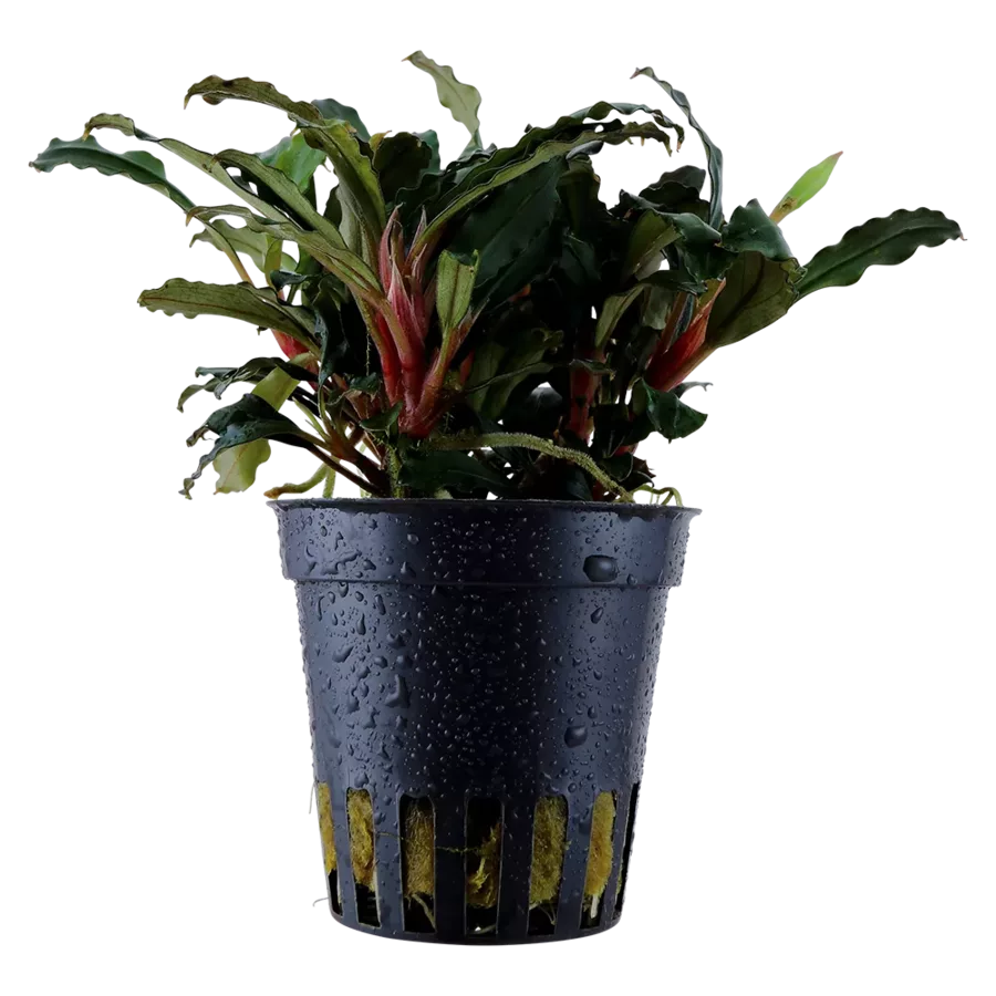 Bucephalandra sp. red - TROPICA (koszyk)