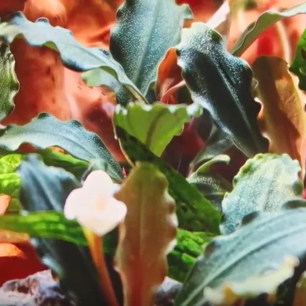 Bucephalandra sp. red - TROPICA (koszyk)