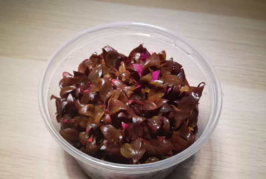 Alternanthera reineckii Mini (in-vitro) puszka 10cm XXL