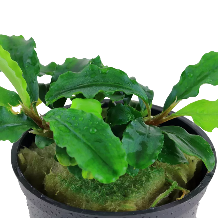Bucephalandra pygmaea Bukit Kelam - TROPICA (koszyk)