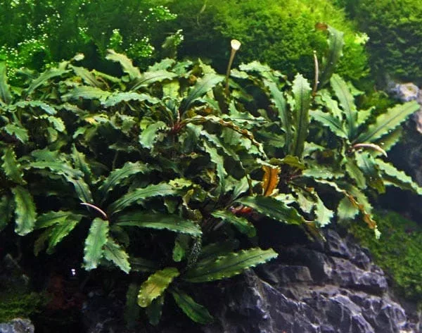 Bucephalandra pygmaea Bukit Kelam - TROPICA (koszyk)
