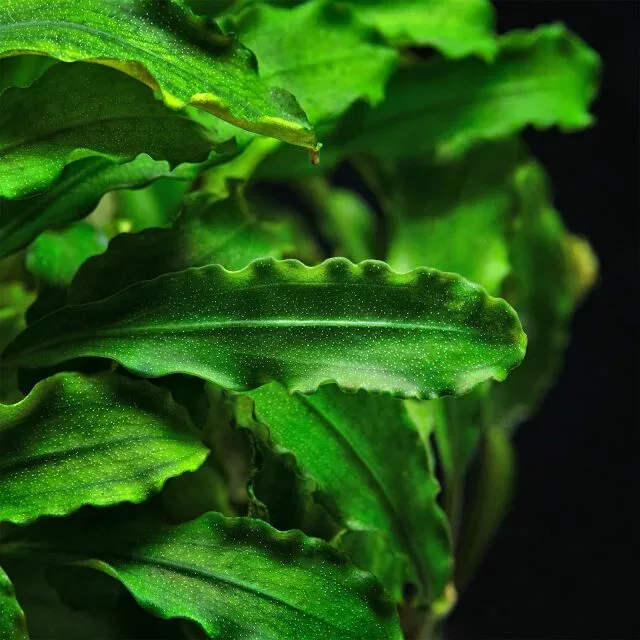 Bucephalandra pygmaea Bukit Kelam - TROPICA (koszyk)