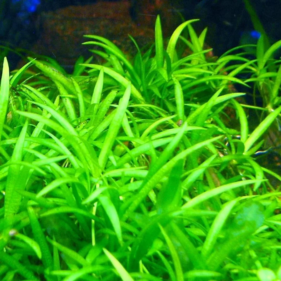 Echinodorus tenellus parvulus (in-vitro) puszka 10cm XXL