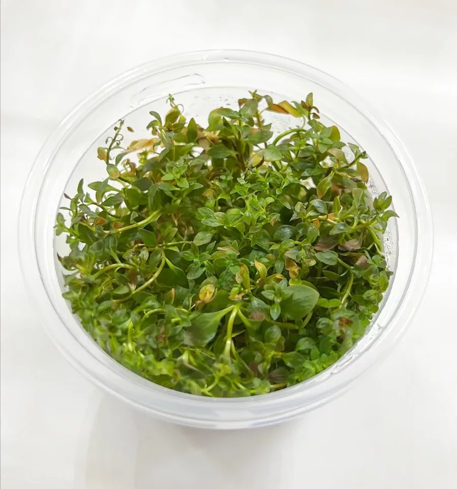Ludwigia mini sp. super red (in-vitro) puszka 10cm XXL