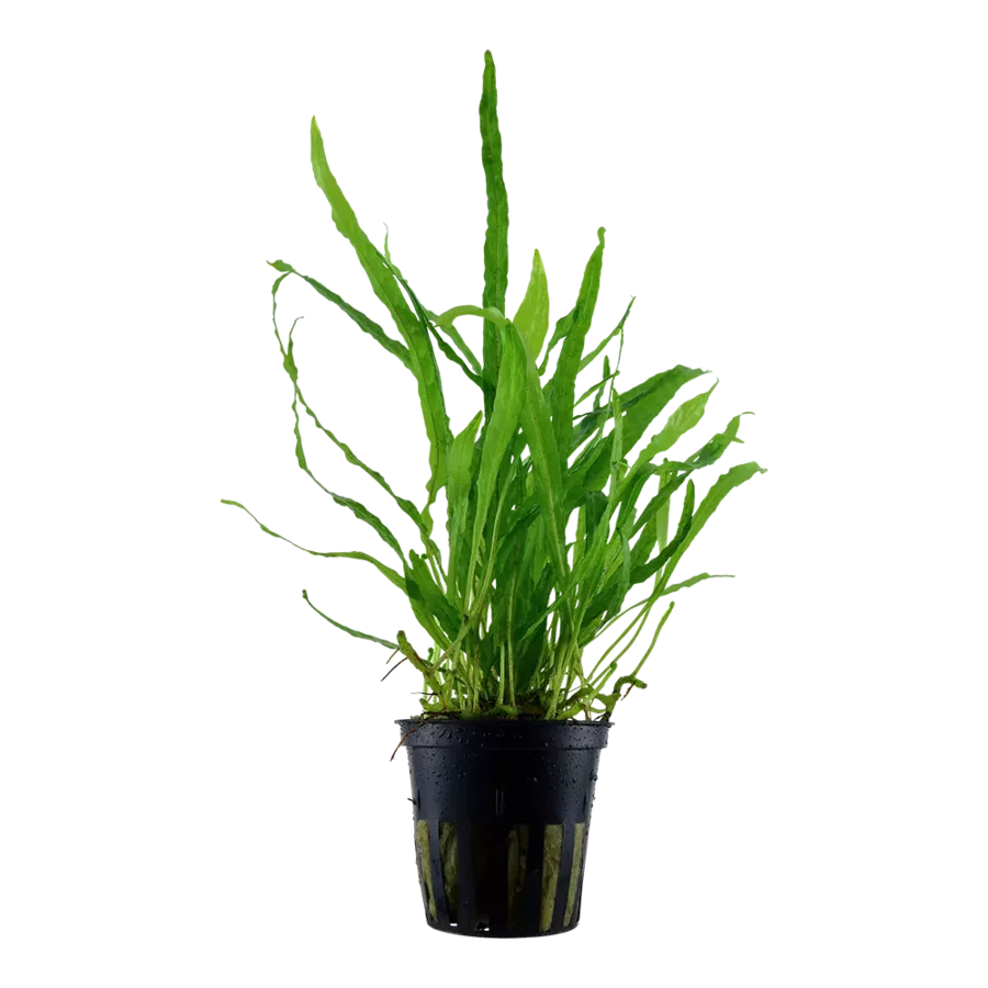 Microsorum pteropus Narrow TROPICA (koszyk) - oryginalny!