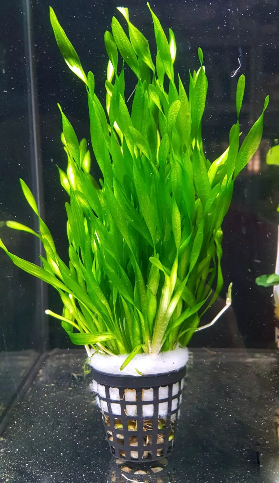 Vallisneria tortifolia - RA koszyk du�y XXL