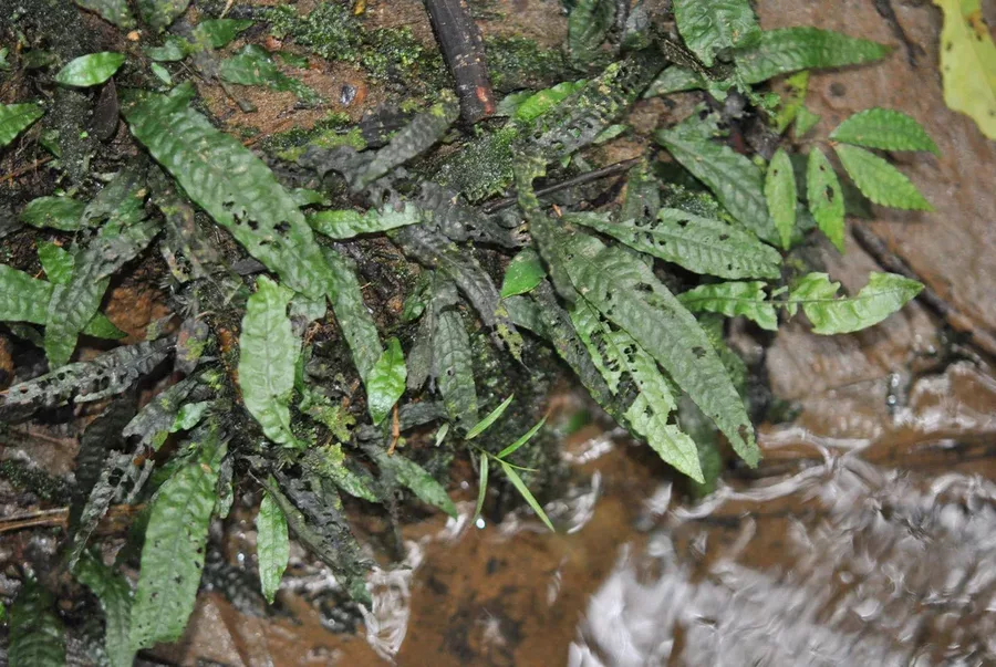 Microsorum pteropus (Mikrozorium oskrzydlone) - TROPICA (klips)