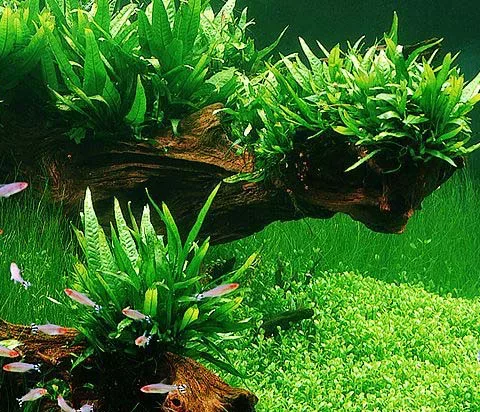 Microsorum pteropus (Mikrozorium oskrzydlone) - TROPICA (klips)