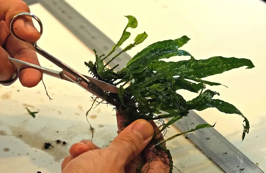 Microsorum pteropus (Mikrozorium oskrzydlone) - TROPICA (klips)