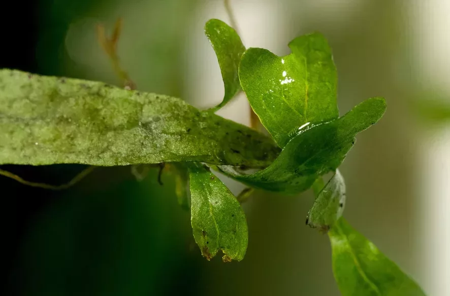 Microsorum pteropus (Mikrozorium oskrzydlone) - TROPICA (klips)