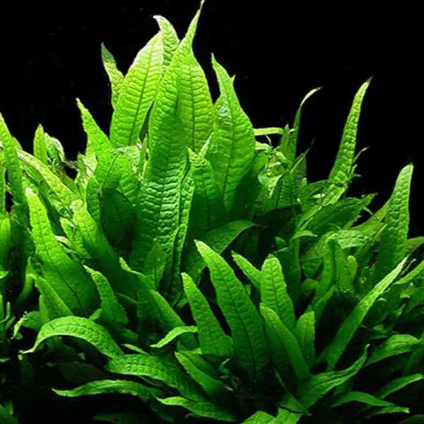 Microsorum pteropus (Mikrozorium oskrzydlone) - TROPICA (klips)