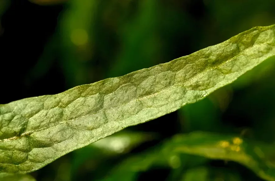 Microsorum pteropus (Mikrozorium oskrzydlone) - TROPICA (klips)