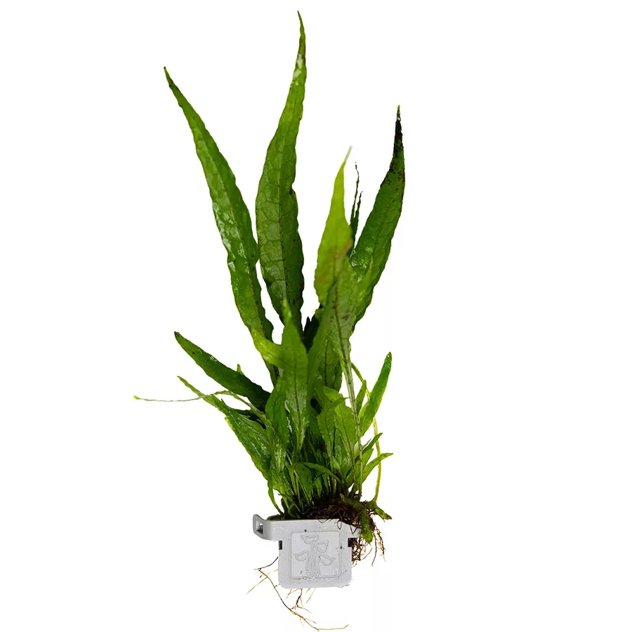 Microsorum pteropus - TROPICA (klips)