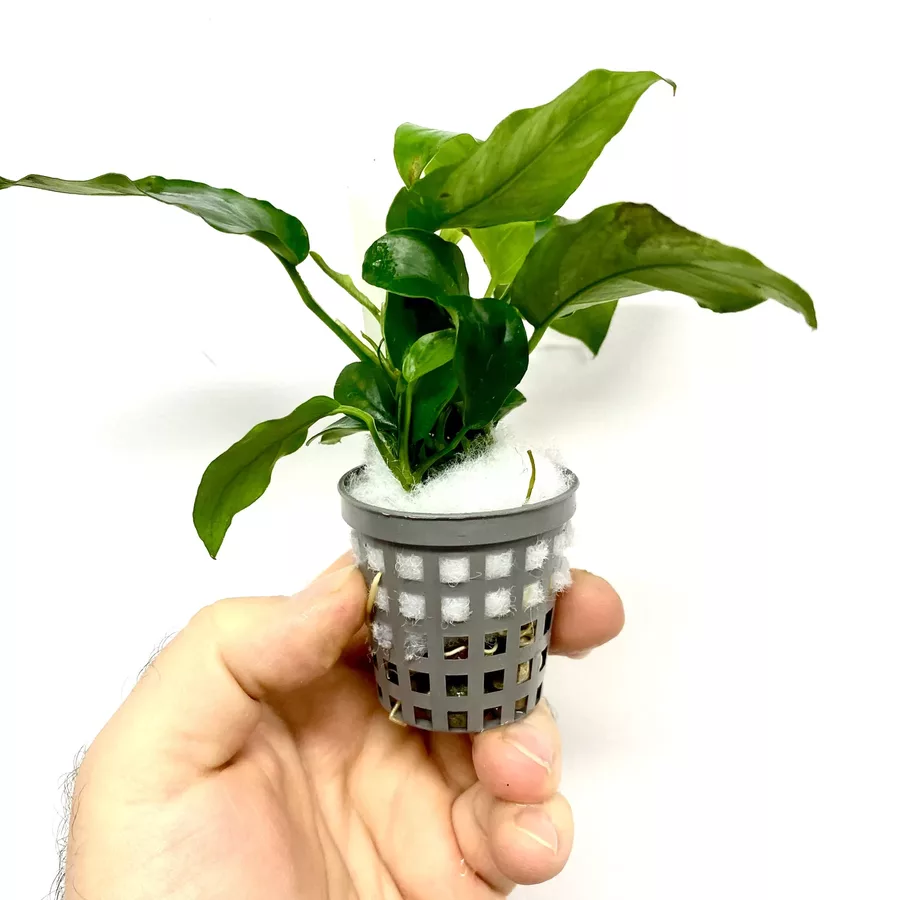 Anubias nana Ripley - RA koszyk du�y XXL