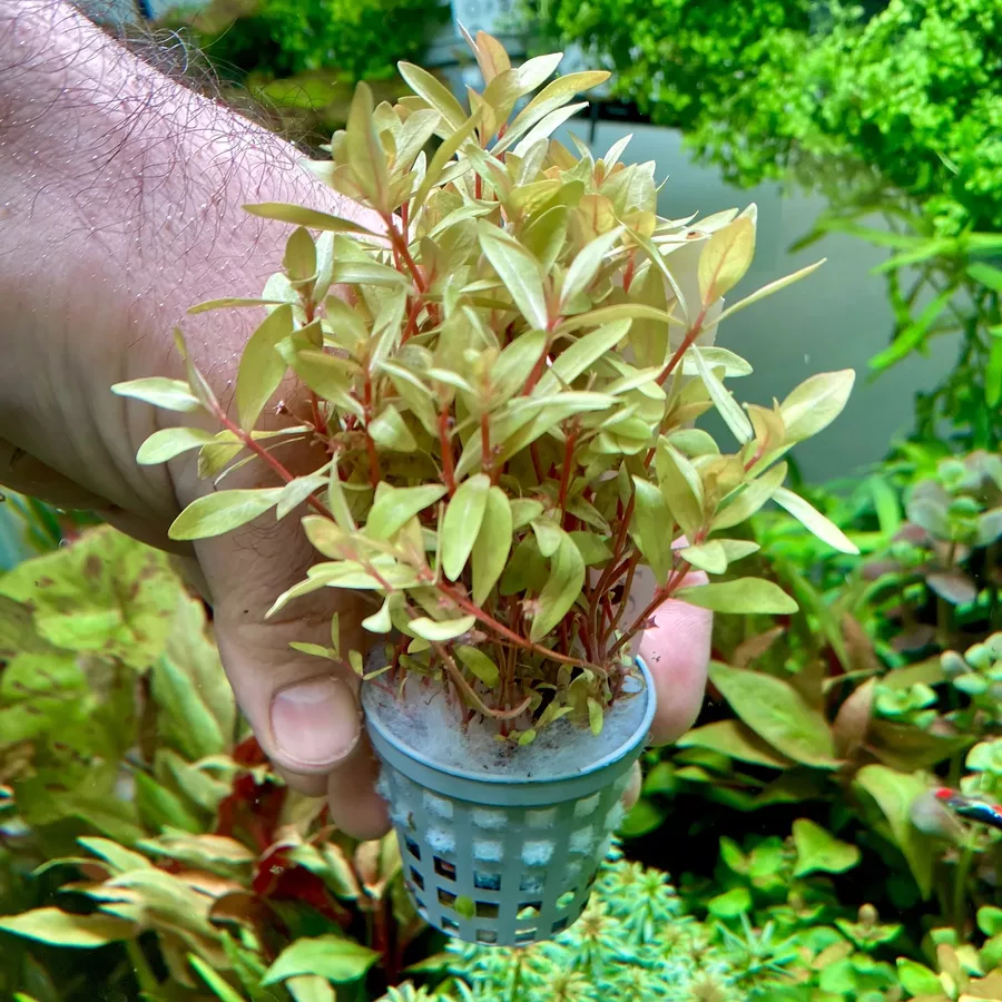 Nesaea gold (Nesea z�ota) - RA du�y koszyk XXL