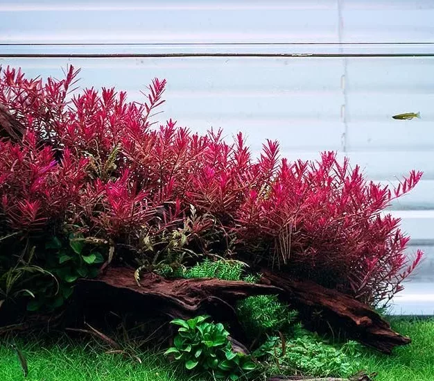 Rotala Hra - RA koszyk XXL