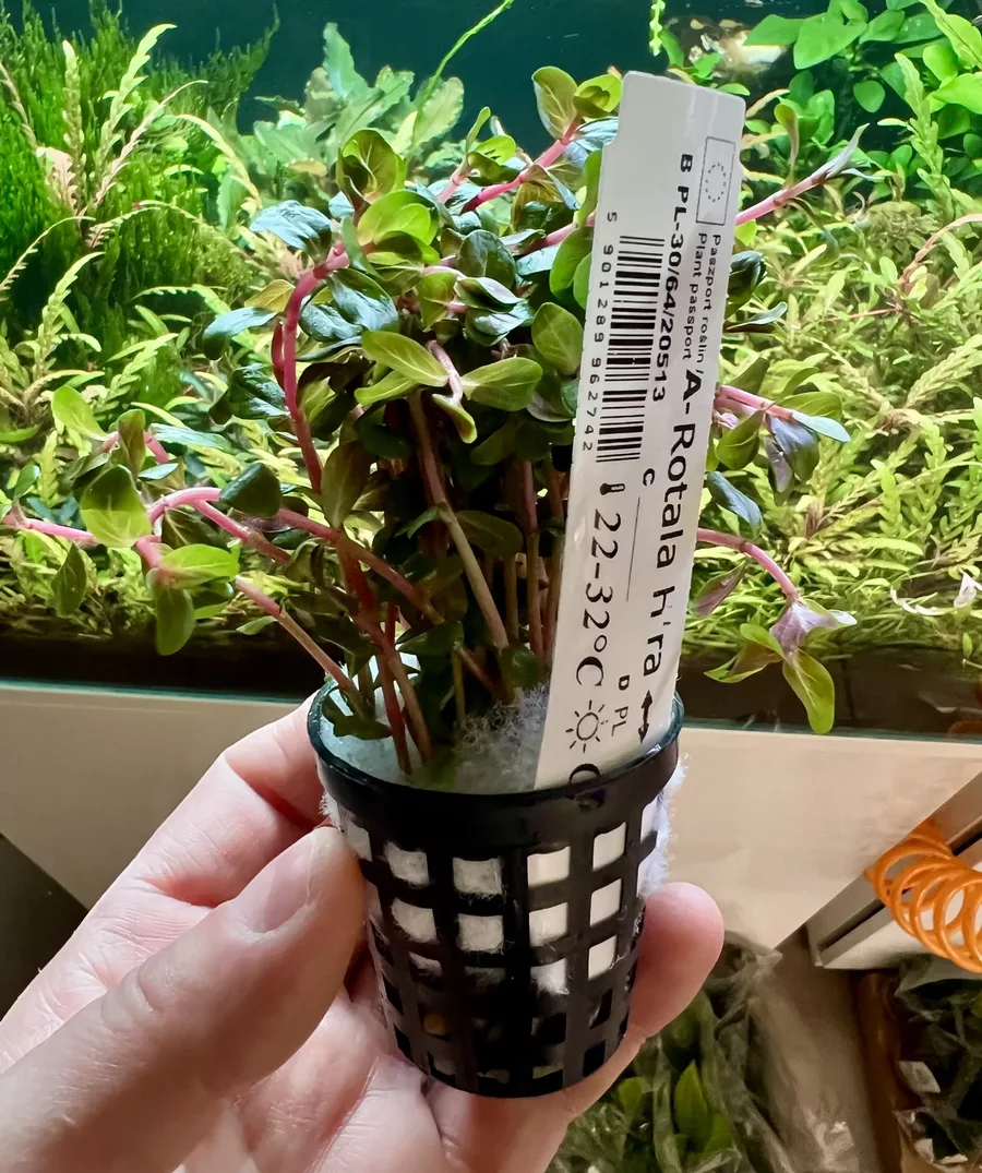 Rotala Hra - RA koszyk XXL