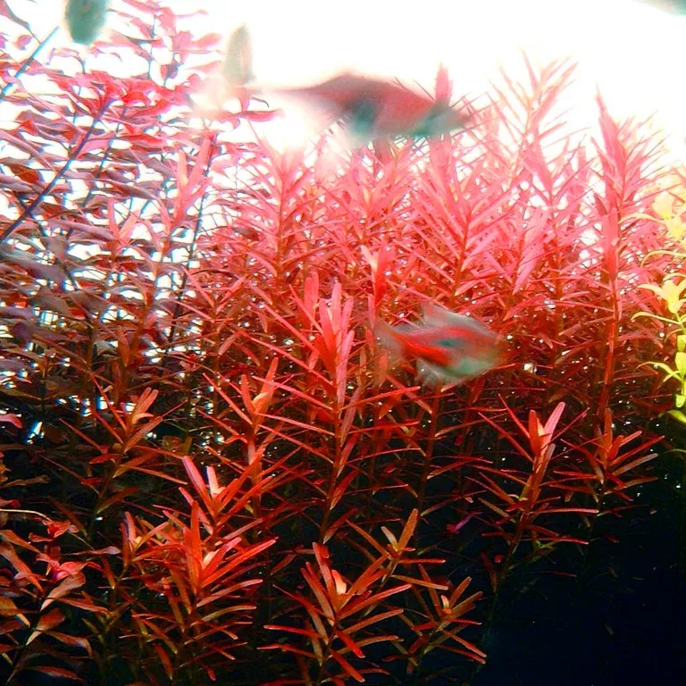 Rotala Hra - RA koszyk XXL