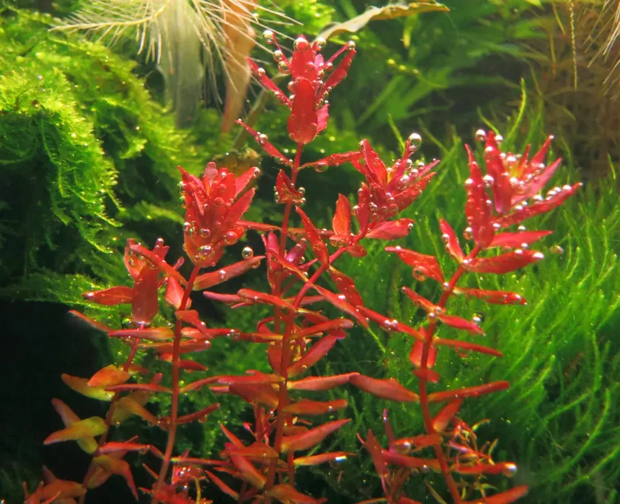 Rotala butterfly mini - RA koszyk du�y XXL - RARYTAS