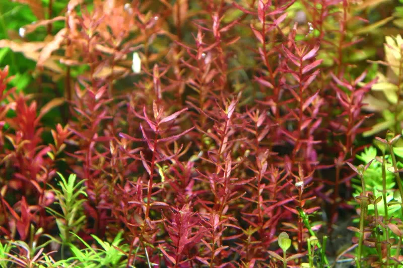 Rotala butterfly mini - RA koszyk du�y XXL - RARYTAS