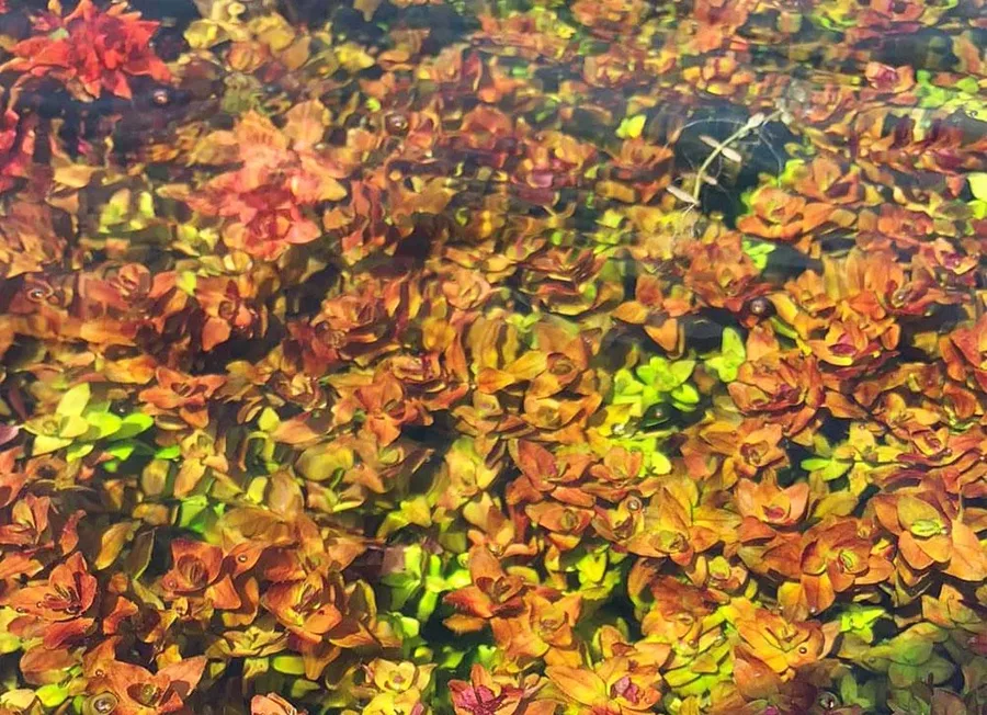 Rotala butterfly mini - RA koszyk du�y XXL - RARYTAS