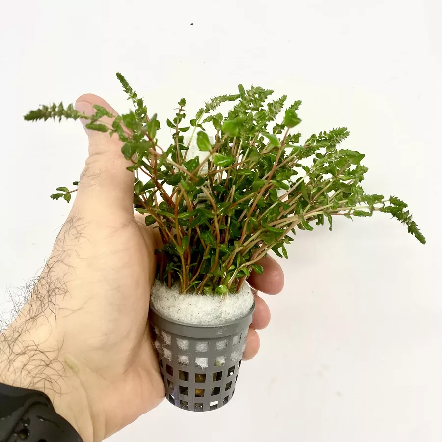 Rotala butterfly mini - RA koszyk du�y XXL - RARYTAS