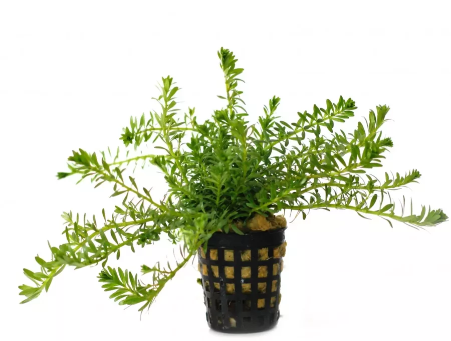 Rotala nanjenshan - RA koszyk XXL