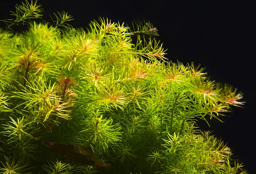 Rotala nanjenshan - RA koszyk XXL