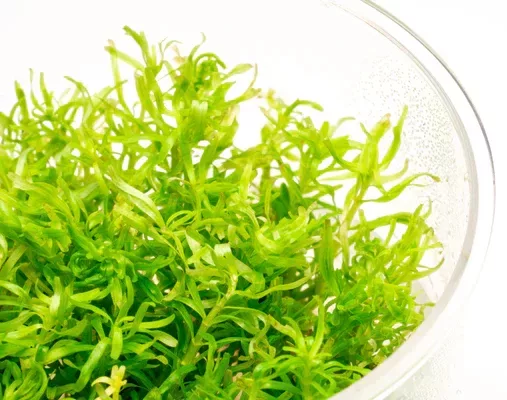Rotala nanjenshan - RA koszyk XXL